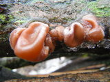 ... Wald voll kleiner Details
