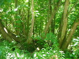 ... Wald voll mystischer Gestalten!